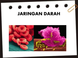 JARINGAN DARAH
 