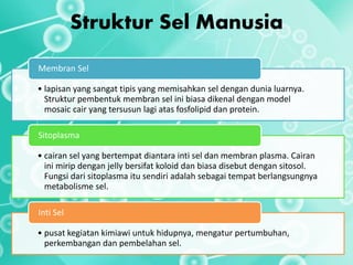 Struktur Sel Manusia
• lapisan yang sangat tipis yang memisahkan sel dengan dunia luarnya.
Struktur pembentuk membran sel ini biasa dikenal dengan model
mosaic cair yang tersusun lagi atas fosfolipid dan protein.
Membran Sel
• cairan sel yang bertempat diantara inti sel dan membran plasma. Cairan
ini mirip dengan jelly bersifat koloid dan biasa disebut dengan sitosol.
Fungsi dari sitoplasma itu sendiri adalah sebagai tempat berlangsungnya
metabolisme sel.
Sitoplasma
• pusat kegiatan kimiawi untuk hidupnya, mengatur pertumbuhan,
perkembangan dan pembelahan sel.
Inti Sel
 