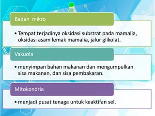 • Tempat terjadinya oksidasi substrat pada mamalia,
oksidasi asam lemak mamalia, jalur glikolat.
Badan mikro
• menyimpan bahan makanan dan mengumpulkan
sisa makanan, dan sisa pembakaran.
Vakuola
• menjadi pusat tenaga untuk keaktifan sel.
MItokondria
 