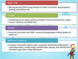 • Benang-benang (fibril) yang terdapat di sekitar sentrosom yang fungsinya
penting untuk sekresi sel
Badan Golgi
• membuang sel-sel yang rusak dari jaringan misalnya, karena panas, dingin,
trauma, zat kimia, dan faktor lain.
Lisosom
• Tersusun atas protein dan RNA , tempat berlangsungnya sintesis protein di
dalam sel.
Ribosom
• Transpor intraseluler materi-materi yang akan disekresikan (dikeluarkan
untuk digunakan), terlibat dalam pembentukan vakuola, dan membentuk
membran pada badan Golgi (diktiosom)
Retikulum Endoplasma
 