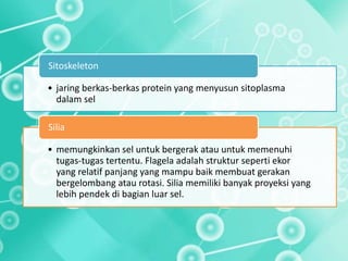 • jaring berkas-berkas protein yang menyusun sitoplasma
dalam sel
Sitoskeleton
• memungkinkan sel untuk bergerak atau untuk memenuhi
tugas-tugas tertentu. Flagela adalah struktur seperti ekor
yang relatif panjang yang mampu baik membuat gerakan
bergelombang atau rotasi. Silia memiliki banyak proyeksi yang
lebih pendek di bagian luar sel.
Silia
 