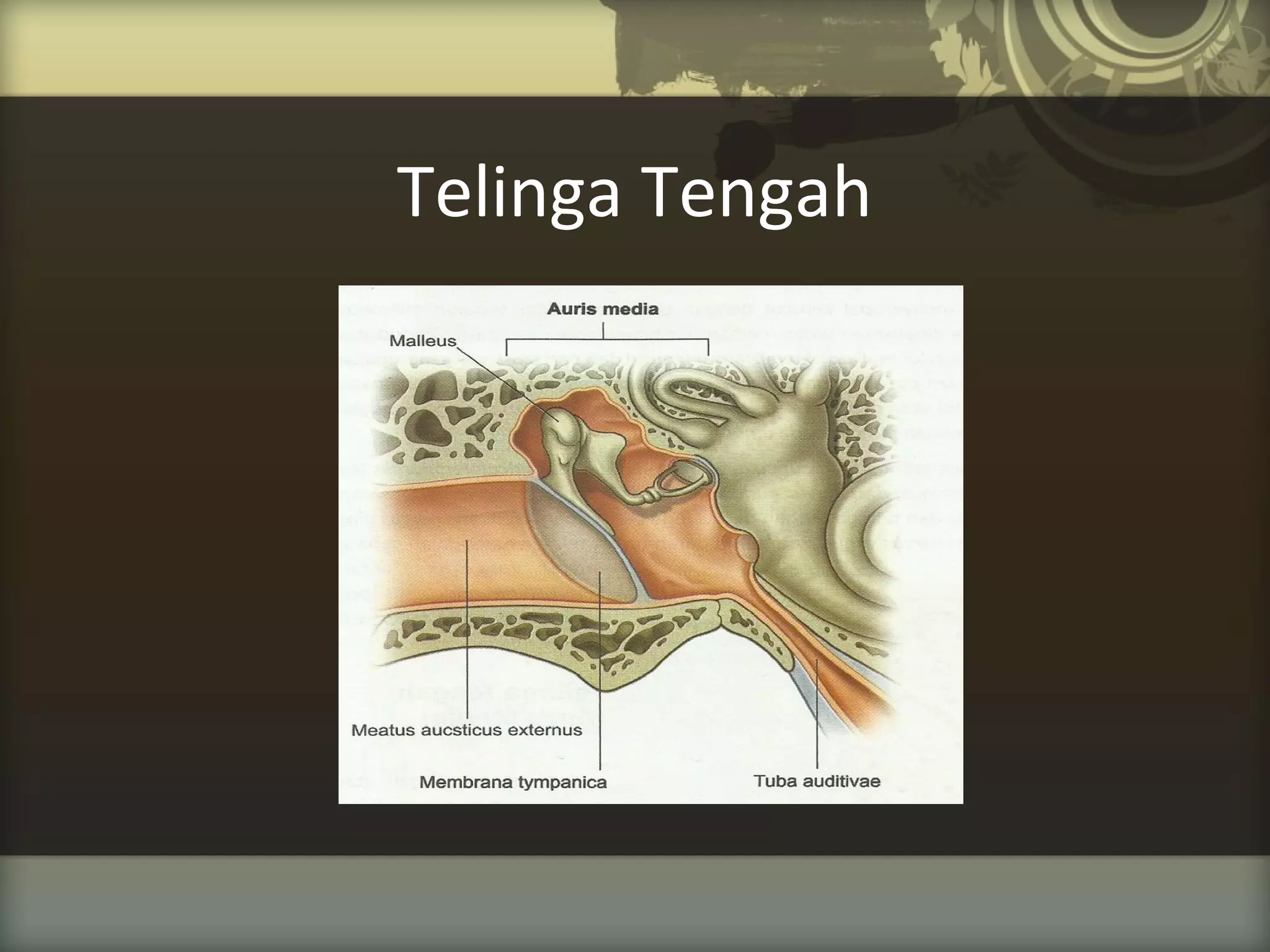 Telinga Tengah

 