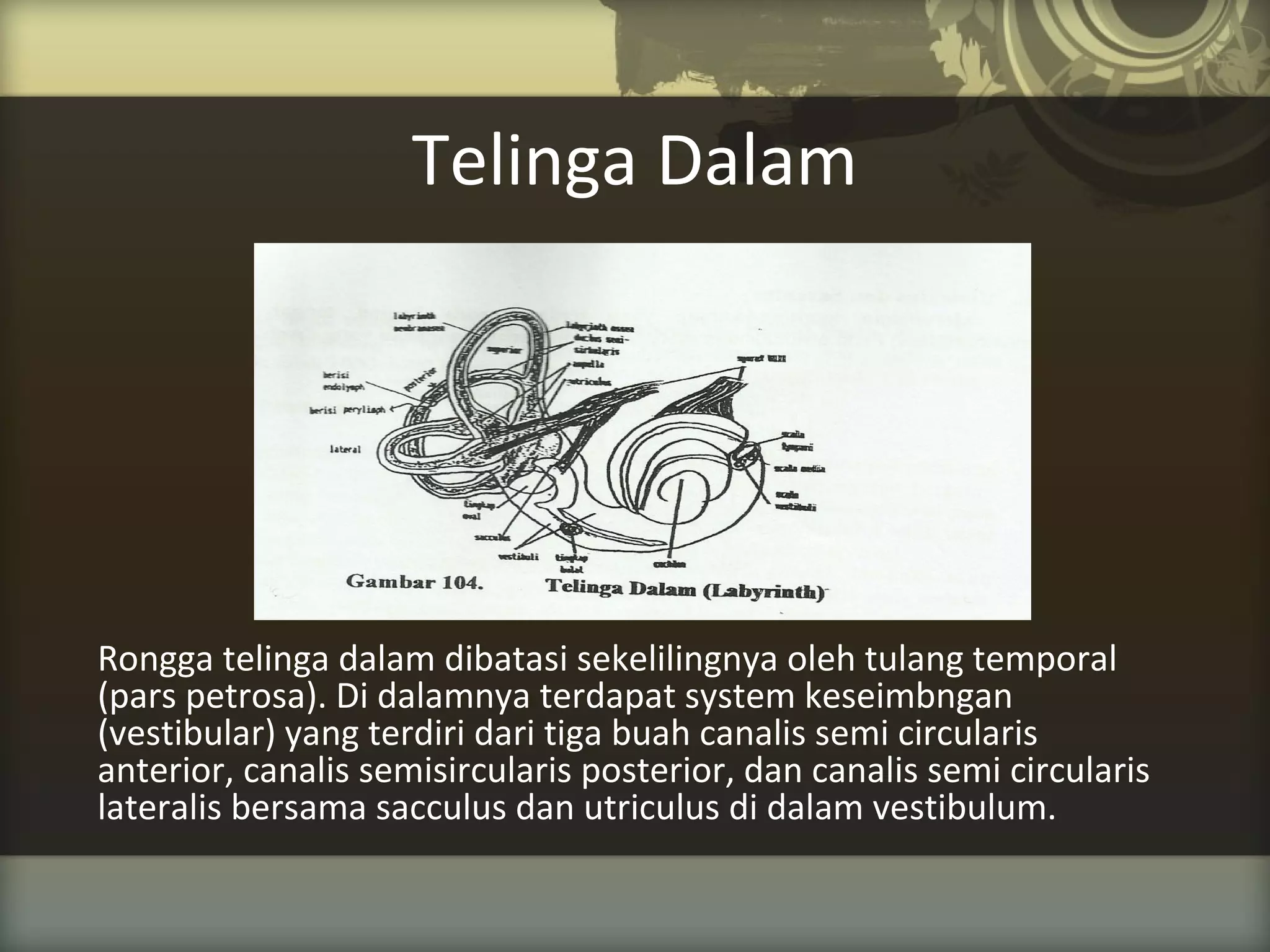 Telinga Dalam

Rongga telinga dalam dibatasi sekelilingnya oleh tulang temporal
(pars petrosa). Di dalamnya terdapat system keseimbngan
(vestibular) yang terdiri dari tiga buah canalis semi circularis
anterior, canalis semisircularis posterior, dan canalis semi circularis
lateralis bersama sacculus dan utriculus di dalam vestibulum.

 