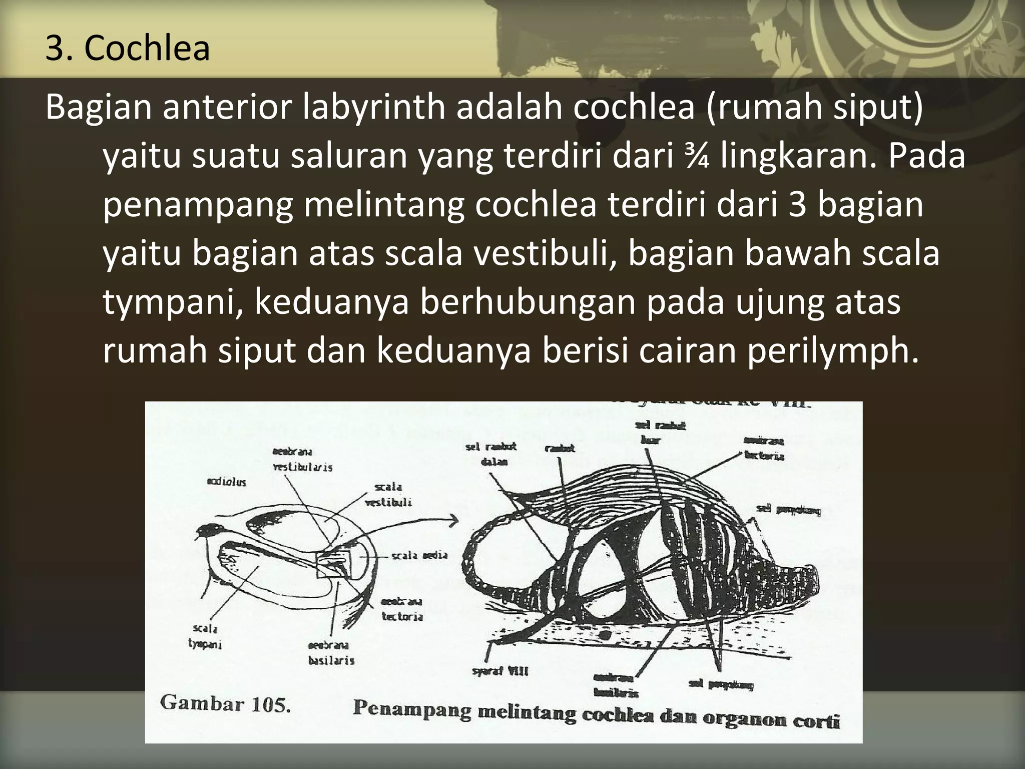 3. Cochlea
Bagian anterior labyrinth adalah cochlea (rumah siput)
yaitu suatu saluran yang terdiri dari ¾ lingkaran. Pada
penampang melintang cochlea terdiri dari 3 bagian
yaitu bagian atas scala vestibuli, bagian bawah scala
tympani, keduanya berhubungan pada ujung atas
rumah siput dan keduanya berisi cairan perilymph.

 
