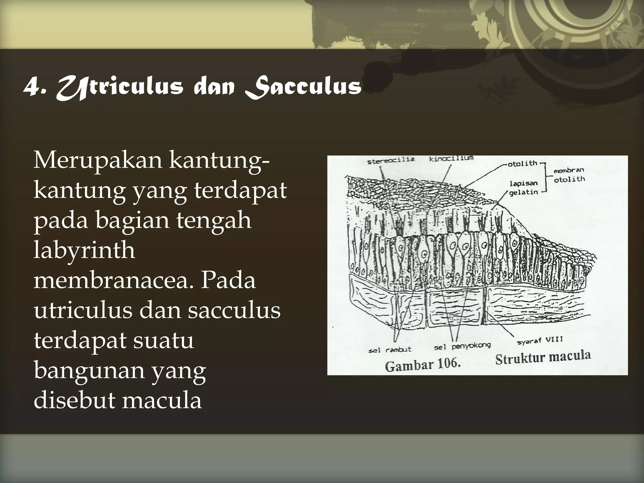 4. Utriculus dan Sacculus
Merupakan kantungkantung yang terdapat
pada bagian tengah
labyrinth
membranacea. Pada
utriculus dan sacculus
terdapat suatu
bangunan yang
disebut macula

 