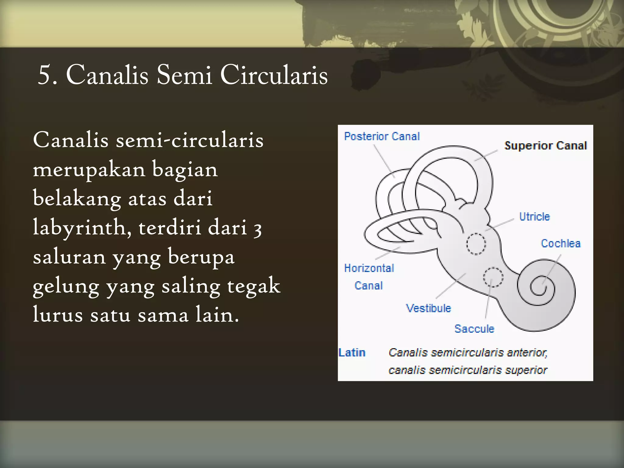 5. Canalis Semi Circularis
Canalis semi-circularis
merupakan bagian
belakang atas dari
labyrinth, terdiri dari 3
saluran yang berupa
gelung yang saling tegak
lurus satu sama lain.

 