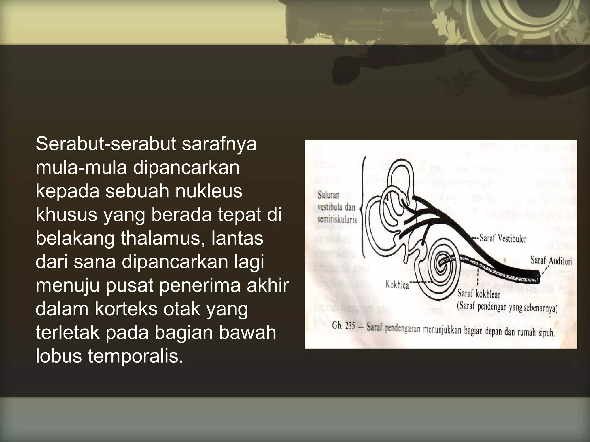 Serabut-serabut sarafnya
mula-mula dipancarkan
kepada sebuah nukleus
khusus yang berada tepat di
belakang thalamus, lantas
dari sana dipancarkan lagi
menuju pusat penerima akhir
dalam korteks otak yang
terletak pada bagian bawah
lobus temporalis.

 