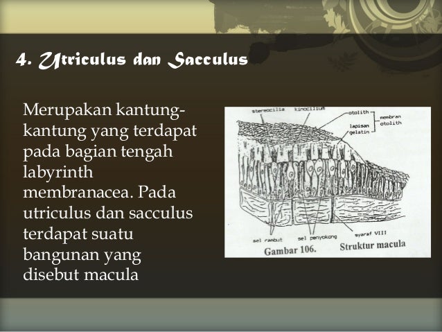 Sistem pendengaran