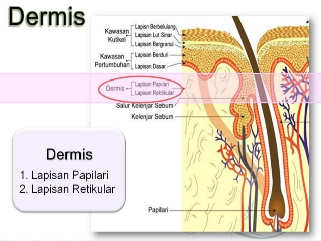 Hasil gambar untuk anatomi dermis kulit