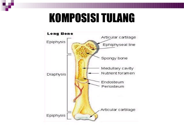 korteks tulang Anfis Muskuloskeletas korteks tulang korteks tulang Anfis Muskuloskeletas korteks tulang