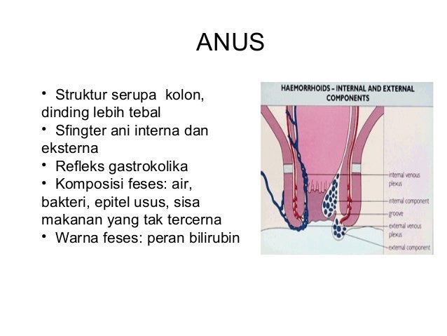Hasil gambar untuk gambar struktur anus