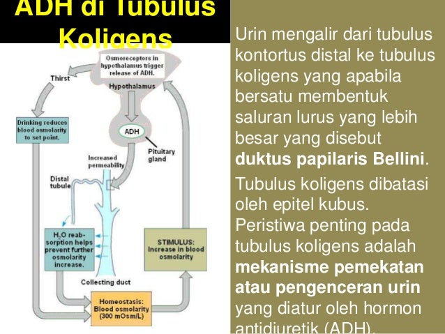 Sistem Regulasi Hormon Adh