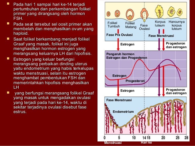 Anfis Reproduksi Wanita
