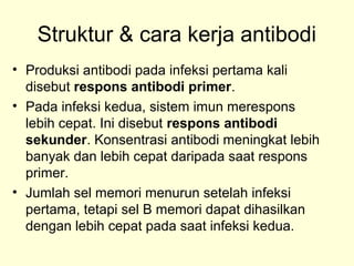 Struktur & cara kerja antibodi
• Produksi antibodi pada infeksi pertama kali
disebut respons antibodi primer.
• Pada infeksi kedua, sistem imun merespons
lebih cepat. Ini disebut respons antibodi
sekunder. Konsentrasi antibodi meningkat lebih
banyak dan lebih cepat daripada saat respons
primer.
• Jumlah sel memori menurun setelah infeksi
pertama, tetapi sel B memori dapat dihasilkan
dengan lebih cepat pada saat infeksi kedua.
 