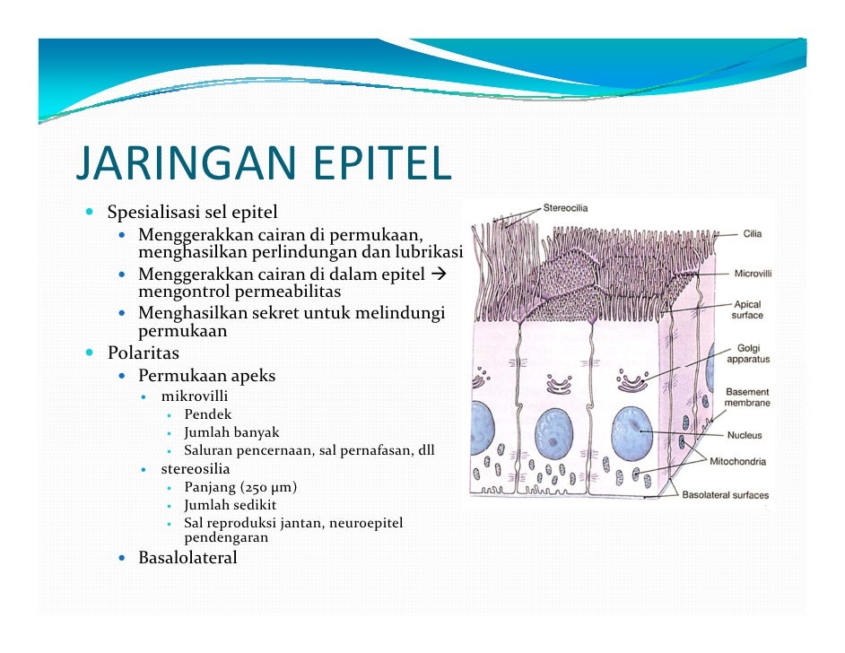 Anfiswan k2-1 - jaringan epitel