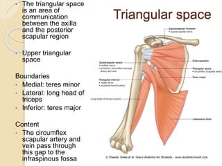 Anatomy practical: Triangular Space (Medial axillary foramen) Diagram