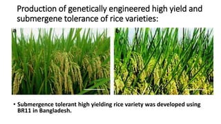 Genetically Modified Crop Production. | PPTX