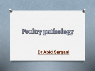 Poultry pathology
Dr Abid Sargani
 
