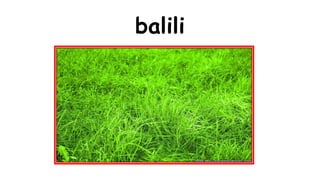balili 
 