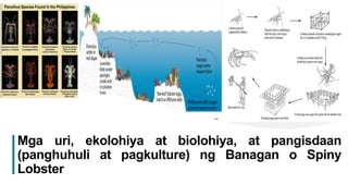 1
Mga uri, ekolohiya at biolohiya, at pangisdaan
(panghuhuli at pagkulture) ng Banagan o Spiny
Lobster
 