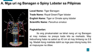 Ang Biolohiya, Ekolohiya at Pangisdaan ng mga Banagan.pptx