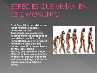ESPECIES QUE VIVÍAN EN ESTE MOMENTOEn el Paleolítico han vivido casi todas nuestras especies antepasadas. Los Australopitecos, que fueron nuestros primeros antepasados que vivieron en África; el Homo Habilis, que vivió hace 2 millones de años y ya era capaz de realizar herramientas complejas; el Homo erectus, que inventó el fuego; el Homo antecessor; el hombre neandertal, que fue el primero en inventar el fuego y el Homo sapiens que es la especie actual.