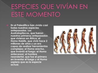 ESPECIES QUE VIVÍAN EN ESTE MOMENTOEn el Paleolítico han vivido casi todas nuestras especies antepasadas. Los Australopitecos, que fueron nuestros primeros antepasados que vivieron en África; el Homo Habilis, que vivió hace 2 millones de años y ya era capaz de realizar herramientas complejas; el Homo erectus, que inventó el fuego; el Homo antecessor; el hombre neandertal, que fue el primero en inventar el fuego y el Homo sapiens que es la especie actual.