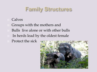  Calves
Groups with the mothers and
Bulls live alone or with other bulls
In herds lead by the oldest female
Protect the sick
