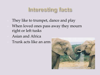 • They like to trumpet, dance and play
• When loved ones pass away they mourn
right or left tusks
• Asian and Africa
• Trunk acts like an arm