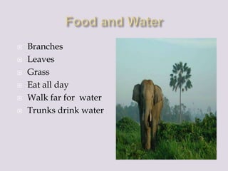  Branches
Leaves
Grass
Eat all day
Walk far for water
Trunks drink water
