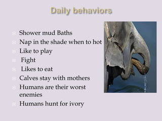  Shower mud Baths
Nap in the shade when to hot
Like to play
Fight
Likes to eat
Calves stay with mothers
Humans are their worst
enemies
Humans hunt for ivory