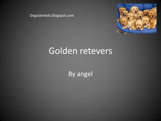 Golden retevers
By angel
Dogssbreeds.blogspot.com
 
