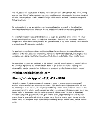 Even still, despite the negative ions in the sky, our hearts were filled with optimism. As a birder, having
hope is a good thing. It’s what motivates you to get out of bed early in the morning, leads you over great
distances, and propels you forward on excruciatingly steep, difficult switchback routes or through the
thick, prickly brush.
We continued to sit on our wet wooden seats, occasionally getting up to walk to the railing that
overlooked the ravine with our binoculars in hand. The occasional bird call broke through the rain.
The idea of placing a time clock on the birds made us laugh. Our guide had earlier pointed out a Blue-
headed Hummingbird that would routinely show up and perch on a particular shrub every six minutes
along the walk. When a bird is that punctual, it is good. However, as any birder is aware, nature tends to
be unpredictable. The same was true today.
The weather continued to deteriorate, making it unlikely that any Sisserou Parrots would leave the
protection of the trees. We spent time learning more about the threatened parrots, including how their
populations were doing, how the hurricanes had affected them, and what the future held for them.
For many years, Dr. Birdy was employed by the Dominica Forestry, Wildlife, and Parks Division (FWD) of
the Ministry of Agriculture as a forestry officer. There, he got to know the island’s breeding and
migratory bird species. He carried out field research, taxonomy, blood collection, and other studies.
info@megabirdsforsale.com
Phone/WhatsApp: +1 (412) 407 – 5540
9 angel tree topper, african amazon parrot, african grey parrot vs amazon parrot, amazon angel
pendant, amazon angel topper, amazon green parrots in los angeles, amazon grey parrot for sale near
me, amazon grey parrot lifespan, amazon grey parrot talking, amazon parrot california, amazon parrot
egg, amazon parrot for sale los angeles, amazon parrot grey, amazon parrot images, amazon parrot pics,
amazon parrot vs african grey, amazon parrot youtube, an amazon parrot, an angel in your pocket,
double amazon parrot, gray amazon parrot, grey amazon parrot, imperator angel for sale, imperial
amazon, imperial amazon for sale, imperial amazon parrot, imperial amazon parrot for sale, imperial
amazon parrot price, imperial angel, imperial angelfish, orange winged amazon parrot, yellow amazon
parrot
 