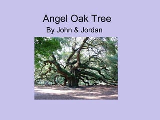 Angel Oak Tree By John & Jordan 