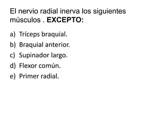 El nervio radial inerva los siguientes músculos . EXCEPTO: Tríceps braquial. Braquial anterior. Supinador largo. Flexor común. Primer radial. 