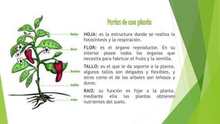 Partes de una planta 
HOJA: es la estructura donde se realiza la 
fotosíntesis y la respiración. 
FLOR: es el órgano reproductor. En su 
interior posee todos los órganos que 
necesita para fabricar el fruto y la semilla. 
TALLO: es el que le da soporte a la planta, 
algunos tallos son delgados y flexibles, y 
otros como el de los arboles son leñosos y 
duros. 
RAIZ: su función es fijar a la planta, 
mediante ella las plantas obtienen 
nutrientes del suelo. 
 