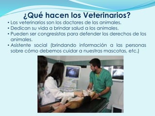 ¿Qué hacen los Veterinarios?
• Los veterinarios son los doctores de los animales.
• Dedican su vida a brindar salud a los animales.
• Pueden ser congresistas para defender los derechos de los
animales.
• Asistente social (brindando información a las personas
sobre cómo debemos cuidar a nuestras mascotas, etc.)
 