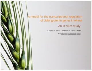 A model for the transcriptional regulation of LMW glutenin genes in wheat: An in-silico study