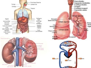 -Distribuye el calor corporal
