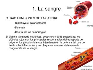 Plasma sanguíneo