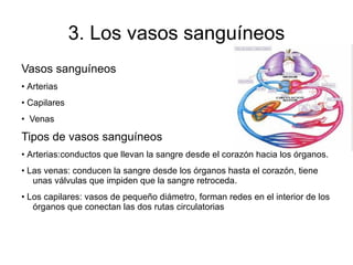 - glóbulos blancos o leucocitos