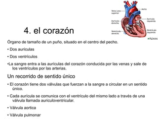 - plaquetas o trombocitos