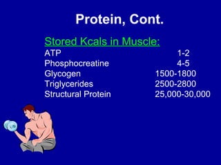 Protein, Cont. 
Stored Kcals in Muscle: 
ATP 1-2 
Phosphocreatine 4-5 
Glycogen 1500-1800 
Triglycerides 2500-2800 
Structural Protein 25,000-30,000 
 