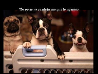 Un perro no se aleja aunque lo agredas 