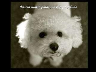 Poseen cuatro patas, un cuerpo peludo 