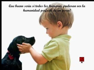 Que bueno seria si todos los humanos pudieran ver la humanidad perfecta de un perro! 