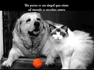 Un perro es un ángel que viene  al mundo a enseñar amor. 