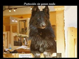 Protección sin ganar nada 