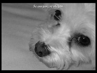 Se enojan, se alejan. 