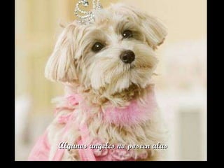 Algunos angeles no poseen alas 